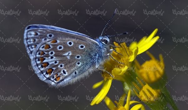 پروانه رنگی  butterfly پروانه زیبا
