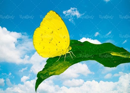 پروانه رنگی  butterfly پروانه زیبا