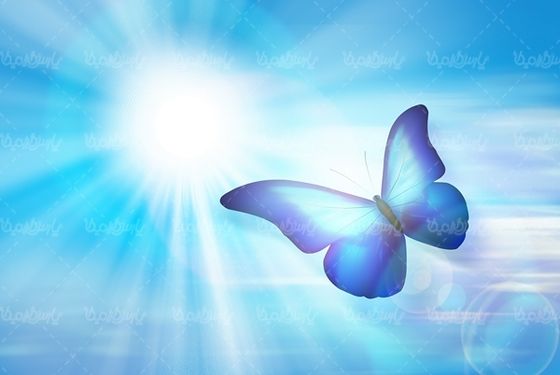 پروانه رنگی  butterfly پروانه زیبا