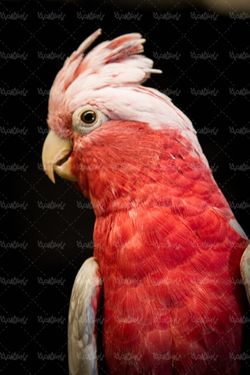 طوطی پرنده فروشی