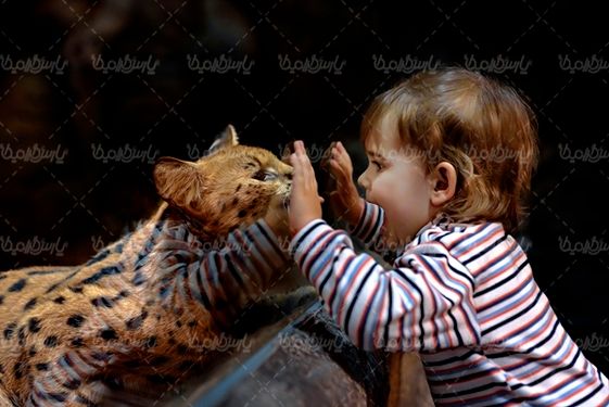 کودک بچه گربه باغ وحش