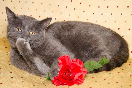 گربه حیوان خانگی گل رز قرمز