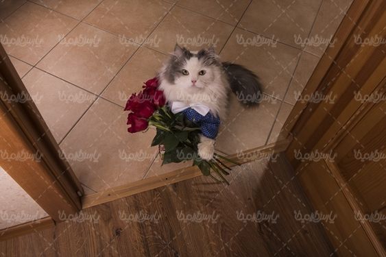 گربه حیوان خانگی گل رز قرمز