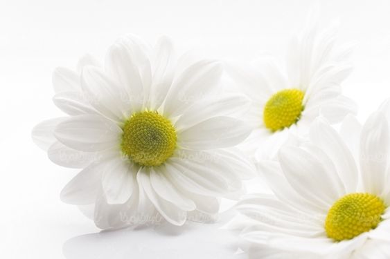 گلفروشی گل گل سفید بهار گالری گل و گیاه