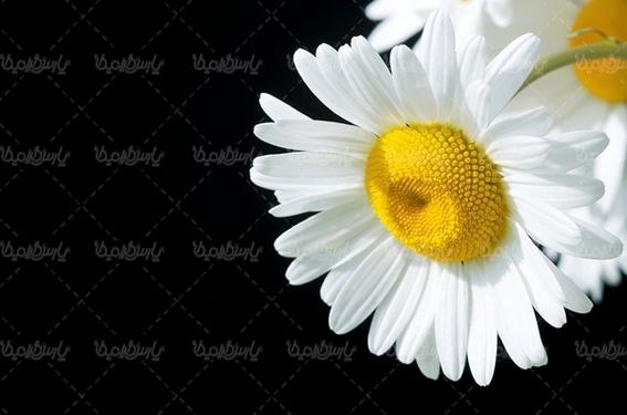 گلفروشی گل گل سفید بهار گالری گل و گیاه