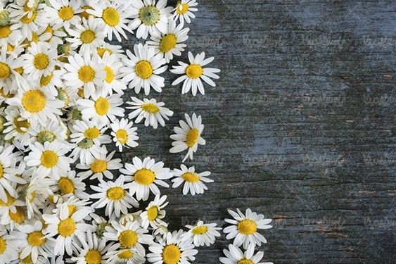 گلفروشی گل گل سفید بهار گالری گل و گیاه