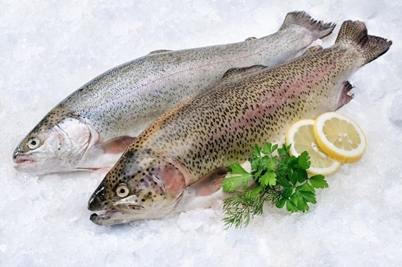 ماهی پروتئینی گوشت سفید ماهی یخ زده