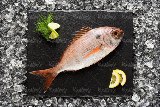 ماهی پروتئینی گوشت سفید ماهی یخ زده