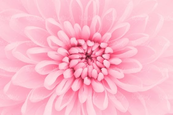 گل گلفروشی گالری گل و گیاه