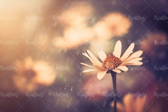 گل گلفروشی گالری گل و گیاه