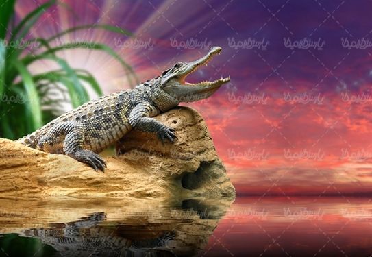 کروکودیل تمساح حیات وحش باغ وحش
