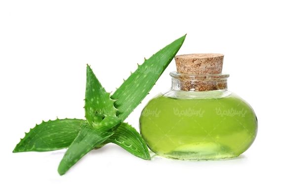 روغن آلوئه ورا گیاه آلوئه ورا عطاری