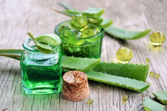 روغن آلوئه ورا گیاه آلوئه ورا عطاری
