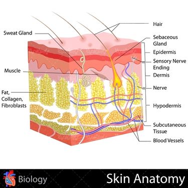 آناتومی پوست پزشکی کلینیک زیبایی
