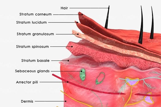 آناتومی پوست پزشکی کلینیک زیبایی