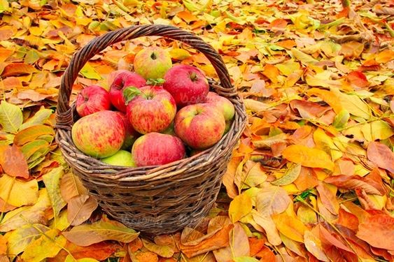 میوه فروشی سوپر میوه سیب