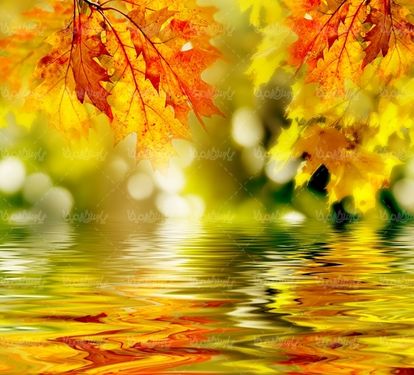 پاییز فصل پاییز برگ زرد درختان طبیعت