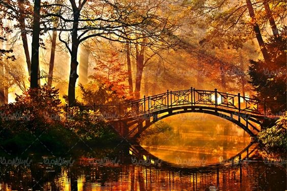 پاییز فصل پاییز برگ زرد درختان طبیعت