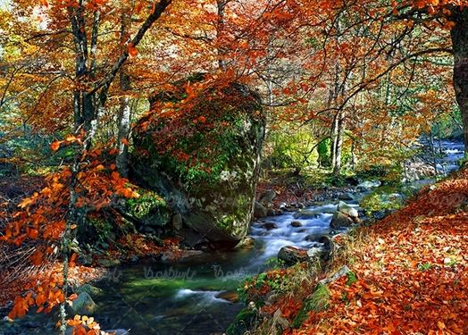 پاییز فصل پاییز برگ زرد درختان طبیعت