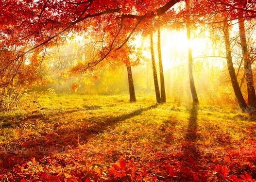 پاییز فصل پاییز برگ زرد درختان طبیعت