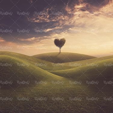 طبیعت منظره چمنزار علفزار درخت قلبی
