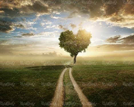 طبیعت منظره چمنزار علفزار درخت قلبی