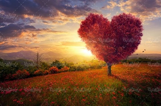 طبیعت منظره چمنزار علفزار درخت قلبی