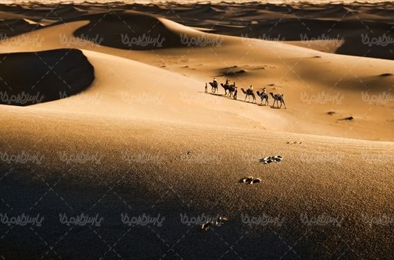 شتر بیابان کاروان صحرا کویر