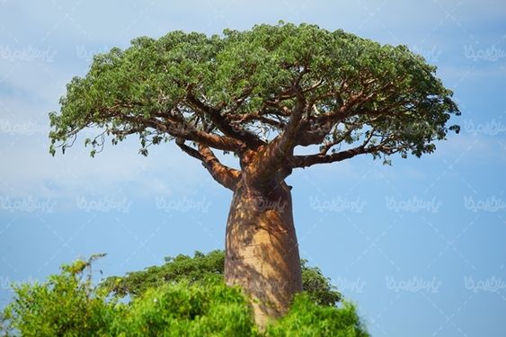 درخت منظره چشم انداز طبیعت