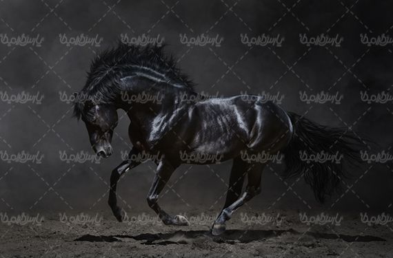 اسب سیاه اسب مشکی باشگاه سوارکاری