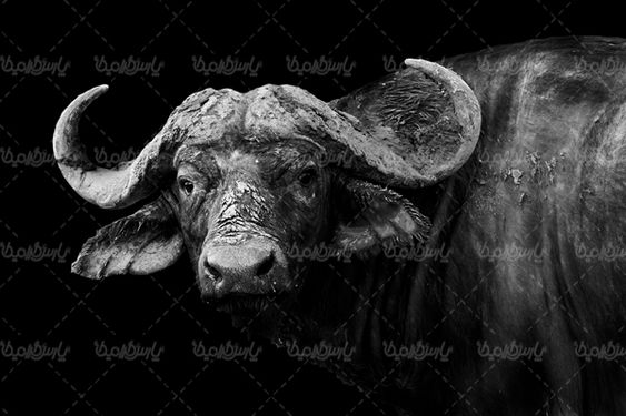 گاومیش بوفالو گاو شاخ دار باغ وحش