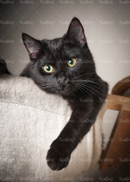 گربه سیاه گربه مشکی حیوان خانگی