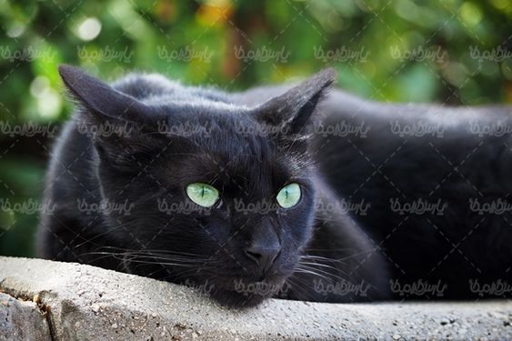 گربه سیاه گربه مشکی حیوان خانگی