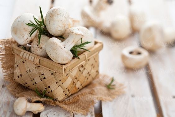 پرورش قارچ تولید قارچ پروتئینی