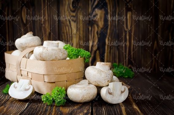 پرورش قارچ تولید قارچ پروتئینی