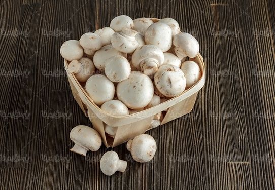 پرورش قارچ تولید قارچ پروتئینی
