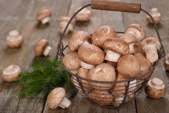پرورش قارچ تولید قارچ پروتئینی