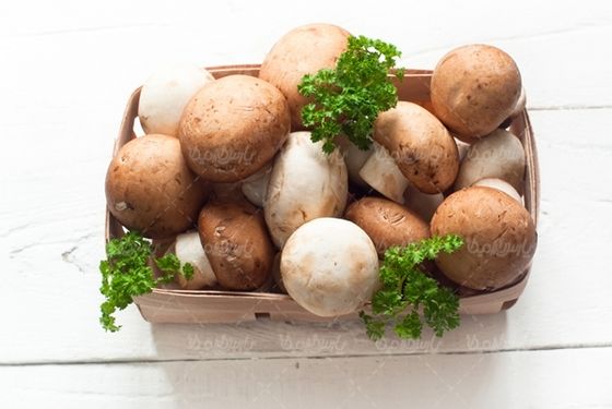 پرورش قارچ تولید قارچ پروتئینی