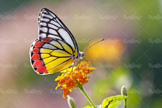گل بهاری پروانه گل طبیعی فصل بهار