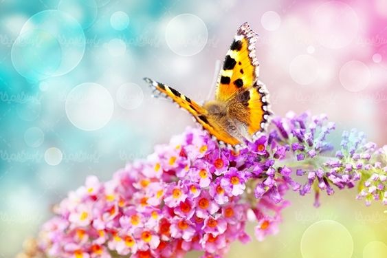 گل بهاری پروانه گل طبیعی فصل بهار