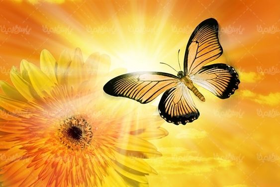 گل بهاری پروانه گل طبیعی فصل بهار