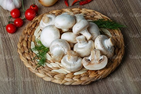 پرورش قارچ تولید قارچ پروتئینی