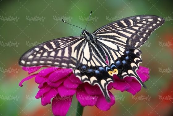 گل بهاری پروانه گل طبیعی فصل بهار