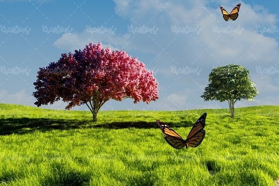 گل بهاری پروانه گل طبیعی فصل بهار