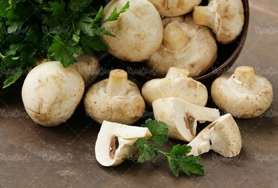 پرورش قارچ تولید قارچ پروتئینی