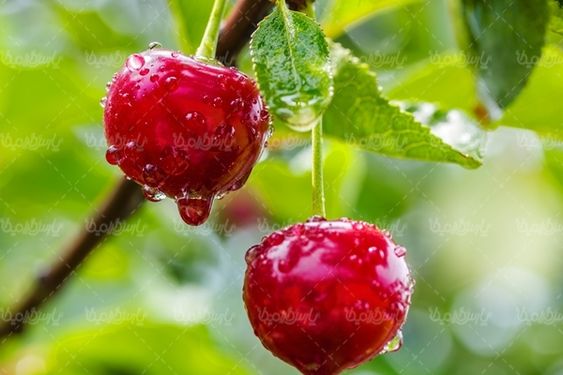 آلبالو میوه فروشی آب میوه طبیعی