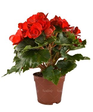 دسته گل گلفروشی گل طبیعی سبد گل