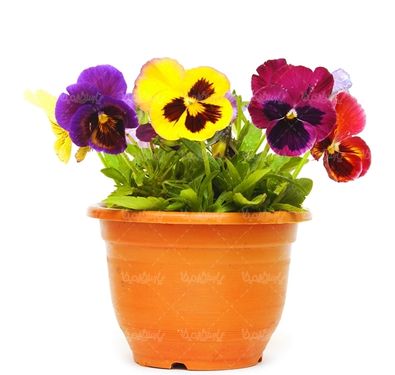 دسته گل گلفروشی گل طبیعی سبد گل