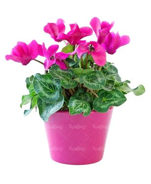 دسته گل گلفروشی گل طبیعی سبد گل