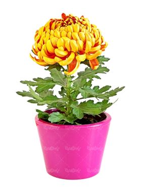 دسته گل گلفروشی گل طبیعی سبد گل